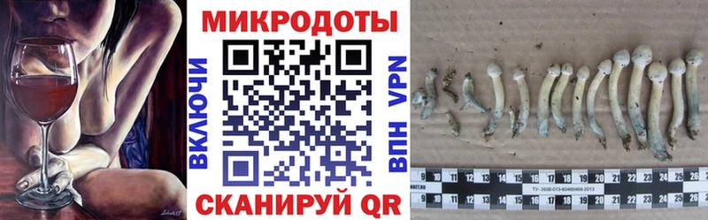 Псилоцибиновые грибы Psilocybe  Катав-Ивановск 